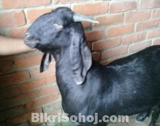 Goat(খাসি,রামছাগল)